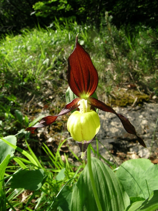 Cypripedium calceolus in Abruzzo